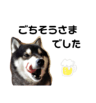 でか文字  黒豆 柴犬（個別スタンプ：3）