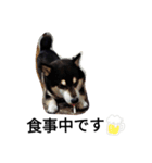 でか文字  黒豆 柴犬（個別スタンプ：4）