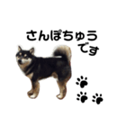 でか文字  黒豆 柴犬（個別スタンプ：5）