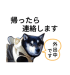 でか文字  黒豆 柴犬（個別スタンプ：6）