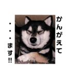 でか文字  黒豆 柴犬（個別スタンプ：7）