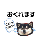 でか文字  黒豆 柴犬（個別スタンプ：8）
