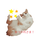 うちの猫達 金ちゃん（個別スタンプ：1）