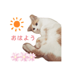 うちの猫達 金ちゃん（個別スタンプ：2）