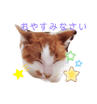 うちの猫達 金ちゃん（個別スタンプ：3）