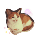 うちの猫達 金ちゃん（個別スタンプ：5）