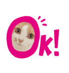 うちの猫達 金ちゃん（個別スタンプ：7）