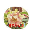 お花スタンプです（個別スタンプ：1）