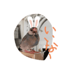 可愛いすーちゃん（個別スタンプ：2）