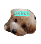 愛犬のpurin（個別スタンプ：1）