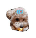 愛犬のpurin（個別スタンプ：2）