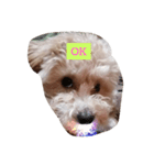 愛犬のpurin（個別スタンプ：3）