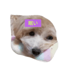 愛犬のpurin（個別スタンプ：4）