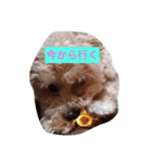 愛犬のpurin（個別スタンプ：5）