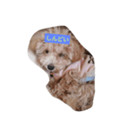 愛犬のpurin（個別スタンプ：6）