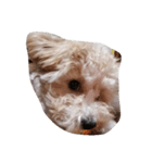 愛犬のpurin（個別スタンプ：7）