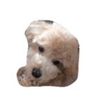 愛犬のpurin（個別スタンプ：8）