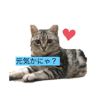 ぽんこ1（個別スタンプ：1）