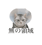 ぽんこ1（個別スタンプ：2）