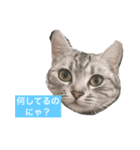ぽんこ1（個別スタンプ：5）