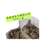 ぽんこ1（個別スタンプ：8）