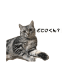 にぱるすうちねこ2（個別スタンプ：1）