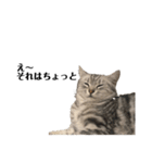 にぱるすうちねこ2（個別スタンプ：3）