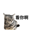 にぱるすうちねこ2（個別スタンプ：5）