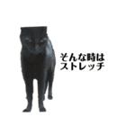 にぱるすうちねこ（個別スタンプ：1）