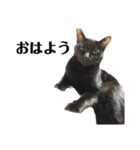 にぱるすうちねこ（個別スタンプ：2）