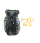 にぱるすうちねこ（個別スタンプ：7）