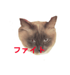 愛猫ジル（個別スタンプ：1）