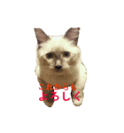 愛猫ジル（個別スタンプ：3）
