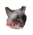 愛猫ジル（個別スタンプ：6）