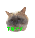 愛猫ジル（個別スタンプ：7）