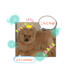 ぽんきちさんの3（個別スタンプ：6）