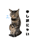ねこのキュンちゃん（個別スタンプ：5）