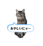 ねこのキュンちゃん（個別スタンプ：8）