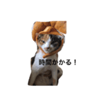 自分をお母さんだと勘違いミケちゃんとクロ（個別スタンプ：4）