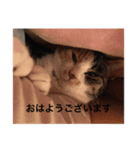 自分をお母さんだと勘違いミケちゃんとクロ（個別スタンプ：8）