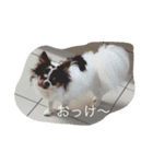 チワワのチョコラテちゃん（個別スタンプ：2）