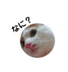 家ねこちゃん（個別スタンプ：1）