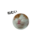 家ねこちゃん（個別スタンプ：2）