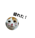 家ねこちゃん（個別スタンプ：3）