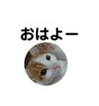 家ねこちゃん（個別スタンプ：4）