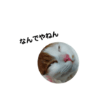 家ねこちゃん（個別スタンプ：5）