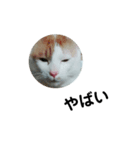 家ねこちゃん（個別スタンプ：6）