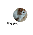 家ねこちゃん（個別スタンプ：8）