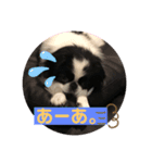狆 ココ2（個別スタンプ：3）
