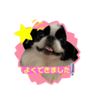 狆 ココ2（個別スタンプ：4）